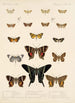 Insecta Lepidoptera Heterocera Pl 041 - Frederick DuCane Godman — weergave van het kunstwerk