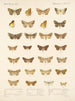 Insecten Lepidoptera Heterocera Pl 047 - Frederick Du Cane Godman — weergave van het kunstwerk