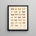 Insecten Lepidoptera Heterocera Pl 047 - Frederick Du Cane Godman — ingelijst kunstwerk aan de muur