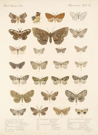 Frederick DuCane Godman - Insecta LepidopteraHeterocera Pl 048.webp