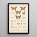 Insecta Lepidoptera Heterocera Pl 049 - Frederick DuCane Godman — ingelijst kunstwerk aan de muur