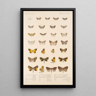 Frederick DuCane Godman - Insecta LepidopteraHeterocera Pl 055.webp