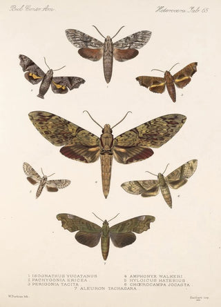 Frederick DuCane Godman - Insecta LepidopteraHeterocera Pl 065.webp