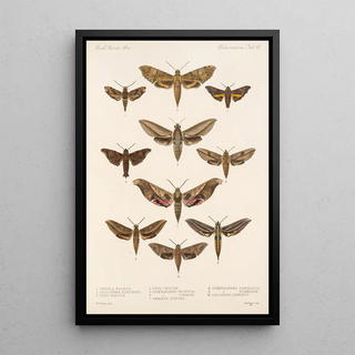 Frederick DuCane Godman - Insecta LepidopteraHeterocera Pl 066.webp