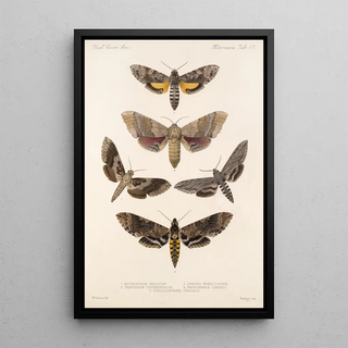 Frederick DuCane Godman - Insecta LepidopteraHeterocera Pl 067.webp