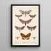 Insecta Lepidoptera Heterocera Pl 068 - Frederick DuCane Godman — ingelijst kunstwerk aan de muur