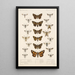 Insecta Lepidoptera Heterocera Pl 069 - Frederick DuCane Godman — ingelijst kunstwerk aan de muur