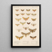 Insecta Lepidoptera Heterocera Pl 074 - Frederick DuCane Godman — ingelijst kunstwerk aan de muur