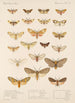 Insecta Lepidoptera Heterocera Pl 074 - Frederick DuCane Godman — weergave van het kunstwerk
