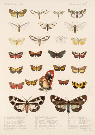 Frederick DuCane Godman - Insecta LepidopteraHeterocera Pl 077.webp