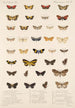 Insecta Lepidoptera Heterocera Pl 078 - Frederick DuCane Godman — weergave van het kunstwerk
