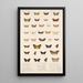 Insecta Lepidoptera Heterocera Pl 078 - Frederick DuCane Godman — ingelijst kunstwerk aan de muur