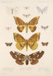 Insecta Lepidoptera Heterocera Pl 079 - Frederick DuCane Godman — weergave van het kunstwerk