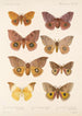 Insecta Lepidoptera Heterocera Pl 081 - Frederick DuCane Godman — weergave van het kunstwerk