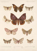 Insecta Lepidoptera Heterocera Pl 082 - Frederick DuCane Godman — weergave van het kunstwerk