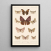 Insecta Lepidoptera Heterocera Pl 082 - Frederick DuCane Godman — ingelijst kunstwerk aan de muur