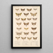 Insecta Lepidoptera Heterocera Pl 090 - Frederick DuCane Godman — ingelijst kunstwerk aan de muur