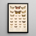 Insecta Lepidoptera Heterocera Pl 097 - Frederick DuCane Godman — ingelijst kunstwerk aan de muur
