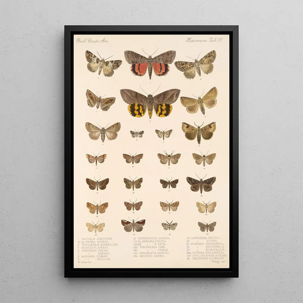 Frederick DuCane Godman - Insecta LepidopteraHeterocera Pl 097.webp
