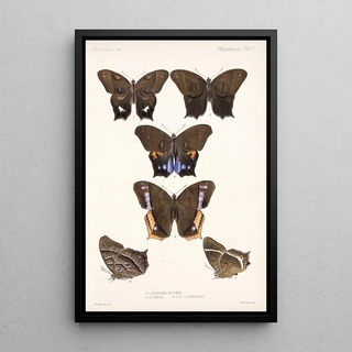 Frederick DuCane Godman - Insecta LepidopteraRhopalocera Pl 007.webp