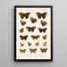 Insecta Lepidoptera Rhopalocera Pl 009 - Frederick DuCane Godman — framed artwork on a wall