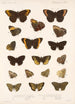Insecta Lepidoptera Rhopalocera Pl 009 - Frederick DuCane Godman — artwork view