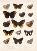 Insecta Lepidoptera Rhopalocera Pl 010 - Frederick DuCane Godman — weergave van het kunstwerk