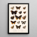 Insecta Lepidoptera Rhopalocera Pl 010 - Frederick DuCane Godman — ingelijst kunstwerk aan de muur