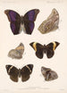 Insecta Lepidoptera Rhopalocera Pl 013 - Frederick DuCane Godman — weergave van het kunstwerk