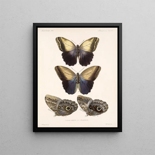 Frederick DuCane Godman - Insecta LepidopteraRhopalocera Pl 014.webp
