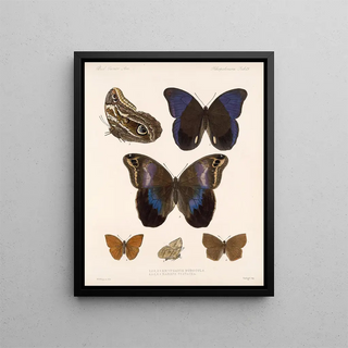 Frederick DuCane Godman - Insecta LepidopteraRhopalocera Pl 015.webp
