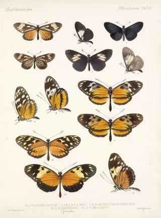 Frederick DuCane Godman - Insecta LepidopteraRhopalocera Pl 016.webp