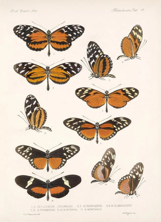 Frederick DuCane Godman - Insecta LepidopteraRhopalocera Pl 017.webp