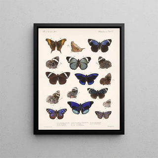 Frederick DuCane Godman - Insecta LepidopteraRhopalocera Pl 023.webp