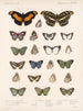 Insecten Lepidoptera Rhopalocères Pl 025 - Frederick Du Cane Godman — weergave van het kunstwerk