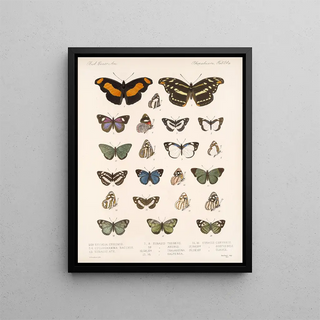 Frederick DuCane Godman - Insecta LepidopteraRhopalocera Pl 025.webp