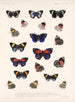 Insecten Lepidoptera Rhopalocera Pl 026 - Frederick Du Cane Godman — weergave van het kunstwerk