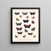 Insecten Lepidoptera Rhopalocera Pl 026 - Frederick Du Cane Godman — ingelijst kunstwerk aan de muur