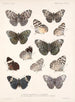 Insecten Lepidoptera Rhopalocera Pl 027 - Frederick Du Cane Godman — weergave van het kunstwerk