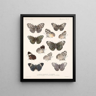 Frederick DuCane Godman - Insecta LepidopteraRhopalocera Pl 027.webp