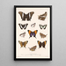 Insecta Lepidoptera Rhopalocera Pl 028 - Frederick DuCane Godman — ingelijst kunstwerk aan de muur