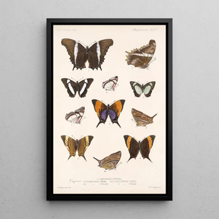 Frederick DuCane Godman - Insecta LepidopteraRhopalocera Pl 028.webp