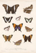 Insecta Lepidoptera Rhopalocera Pl 028 - Frederick DuCane Godman — weergave van het kunstwerk