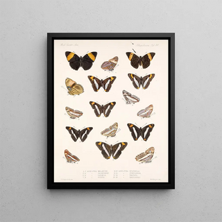 Frederick DuCane Godman - Insecta LepidopteraRhopalocera Pl 029.webp