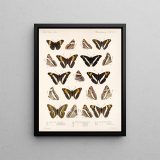 Frederick DuCane Godman - Insecta LepidopteraRhopalocera Pl 030.webp