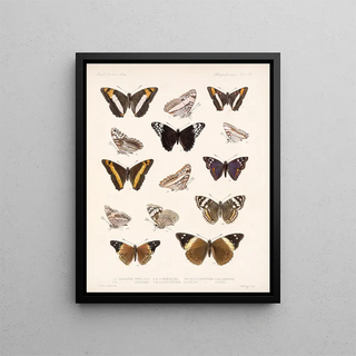 Frederick DuCane Godman - Insecta LepidopteraRhopalocera Pl 031.webp