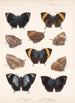 Insecta Lepidoptera Rhopalocera Pl 034 - Frederick DuCane Godman — weergave van het kunstwerk
