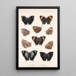 Frederick DuCane Godman - Insecta LepidopteraRhopalocera Pl 034.webp