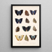 Insecta Lepidoptera Rhopalocera Pl 035 - Frederick DuCane Godman — ingelijst kunstwerk aan de muur