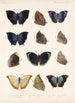 Insecta Lepidoptera Rhopalocera Pl 035 - Frederick DuCane Godman — weergave van het kunstwerk